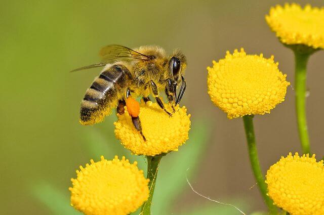 Biene auf gelber Blume