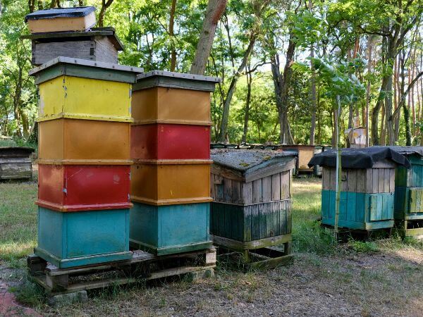 erster Bienenstock, bunte Bienenstöcke im Wald